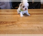 Small Photo #17 Shih Tzu Puppy For Sale in BELLEVILLE, MI, USA