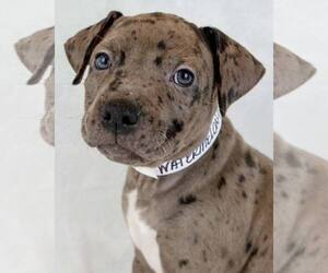 Bulldog-Unknown Mix Dogs for adoption in Kennesaw, GA, USA