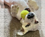 Small #13 American Bulldog