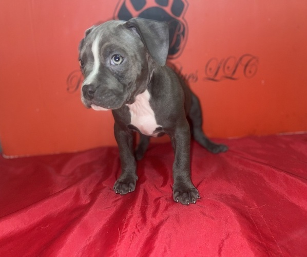 Medium Photo #2 American Pit Bull Terrier Puppy For Sale in TRENTON, NJ, USA