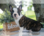 Small #2 Faux Frenchbo Bulldog
