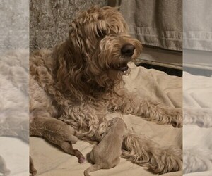 Mother of the Goldendoodle puppies born on 12/26/2024