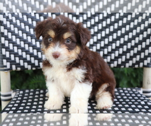 Aussiedoodle Miniature Puppy for sale in SHILOH, OH, USA
