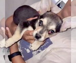 Small #3 French Bullhuahua