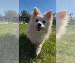 Small Schipperke Mix