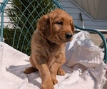 Small #6 Golden Retriever