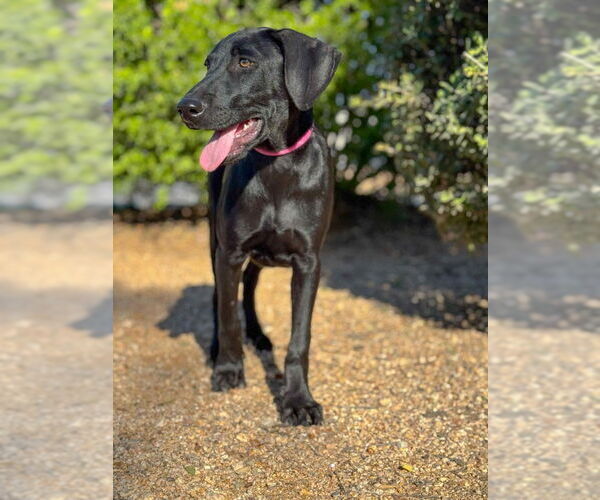Medium Photo #2 Doberman Pinscher-Labrador Retriever Mix Puppy For Sale in PIPE CREEK, TX, USA