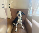Small #4 Beagle-Border Collie Mix