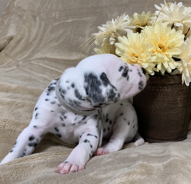 Medium Photo #10 Dalmatian Puppy For Sale in CAMBRIA, VA, USA