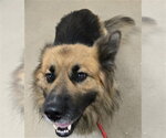 Small German Shepherd Dog