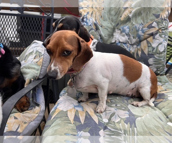 Medium Photo #1 Dachshund Puppy For Sale in ASHLAND, NE, USA