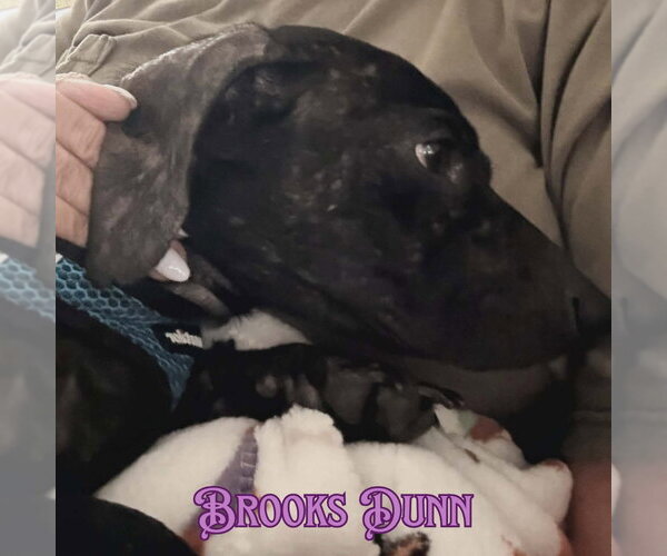Medium Photo #7 Dachshund Puppy For Sale in San Antonio, TX, USA