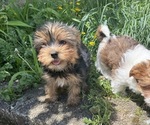 Puppy Beau Yorkshire Terrier