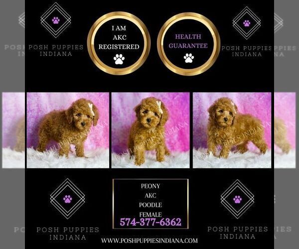 Medium Photo #2 Poodle (Toy) Puppy For Sale in WARSAW, IN, USA