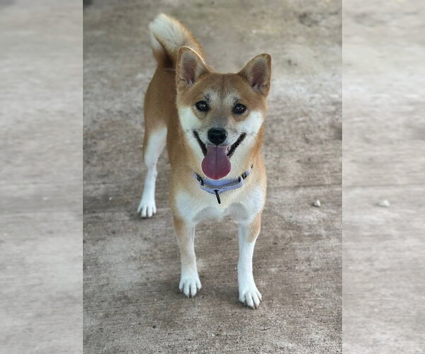 Medium Photo #1 Shiba Inu Puppy For Sale in Oak Bluffs, MA, USA