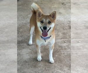 Shiba Inu Dogs for adoption in Oak Bluffs, MA, USA