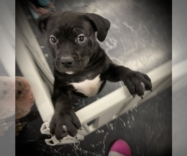 Medium Photo #12 American Bully Puppy For Sale in REESEVILLE, WI, USA