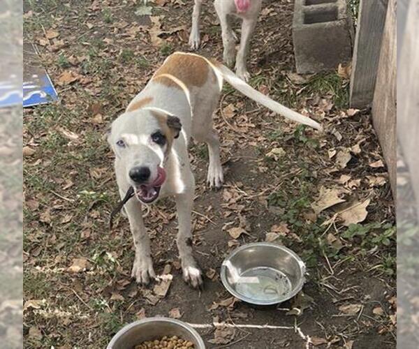 Medium Photo #1 American Staffordshire Terrier-Unknown Mix Puppy For Sale in San Antonio, TX, USA