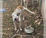 Small American Staffordshire Terrier Mix