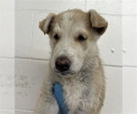 Small German Shepherd Dog Mix