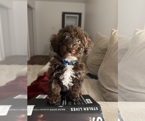 Father of the Yorkipoo puppies born on 05/25/2026