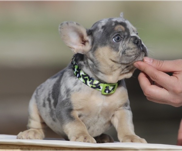 Medium Photo #2 French Bulldog Puppy For Sale in PHILLIPS RANCH, CA, USA