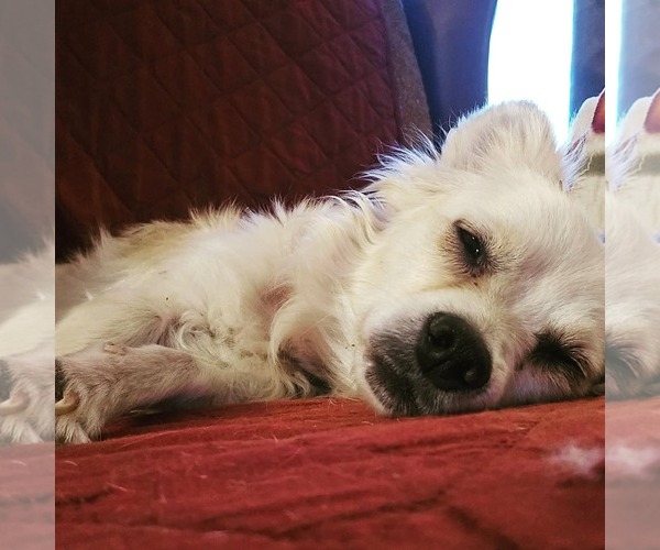 Medium Photo #6 Chihuahua-Unknown Mix Puppy For Sale in Williamsburg, NM, USA