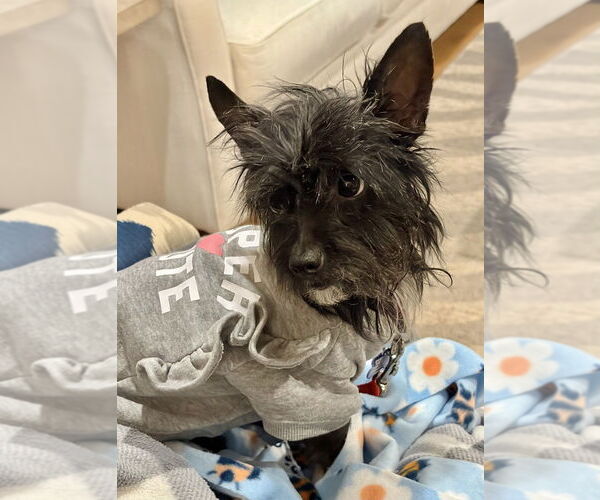 Medium Photo #14 Mutt Puppy For Sale in Oak Bluffs, MA, USA