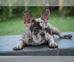 French Bulldog Puppy for sale in CORAL SPRINGS, FL, USA