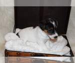 Small Photo #6 Jack Russell Terrier Puppy For Sale in BENTON, IL, USA