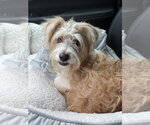 Small #1 Shih Tzu Mix