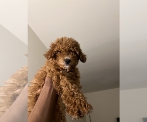 Cavapoo-Labradoodle Mix Puppy for sale in ALEXANDRIA, VA, USA