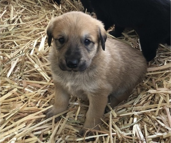 Medium Photo #5 Great Pyredane Puppy For Sale in KINGMAN, AZ, USA