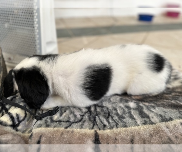 Medium Photo #4 English Springer Spaniel Puppy For Sale in CHAPEL HILL, NC, USA
