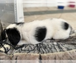 Small Photo #4 English Springer Spaniel Puppy For Sale in CHAPEL HILL, NC, USA