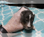 Puppy Puppy 2 Shetland Sheepdog