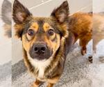 Small #1 German Shepherd Dog Mix