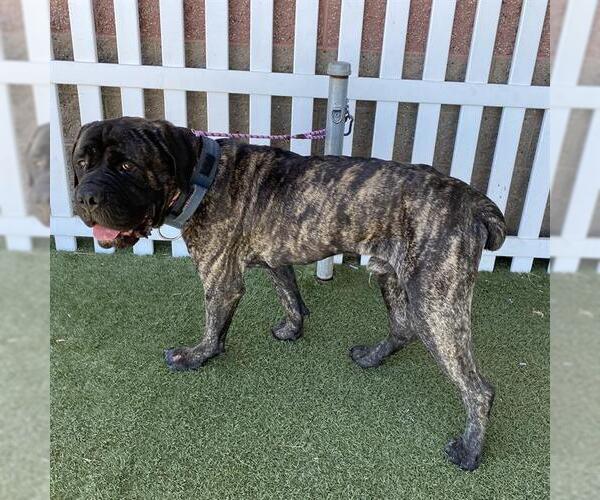 Medium Photo #1 Mutt Puppy For Sale in Modesto, CA, USA