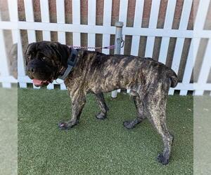 Mutt Dogs for adoption in Modesto, CA, USA