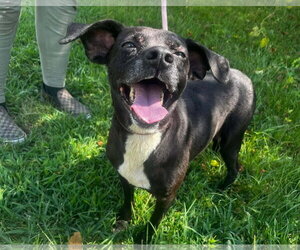 Mutt Dogs for adoption in Anniston, AL, USA