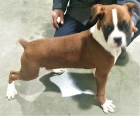 Boxer Puppy for sale in TUSCOLA, IL, USA