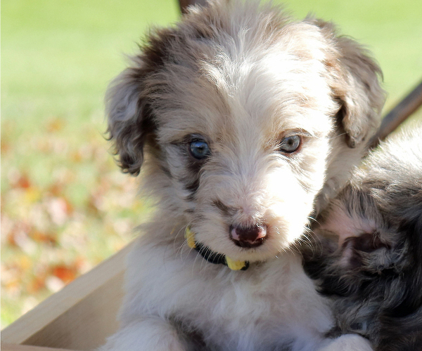 Medium Photo #8 Bordoodle Puppy For Sale in ASHLAND, OH, USA
