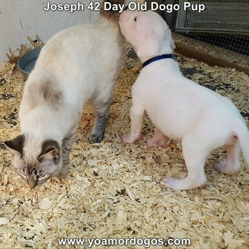 Medium Photo #80 Dogo Argentino Puppy For Sale in PINEVILLE, MO, USA