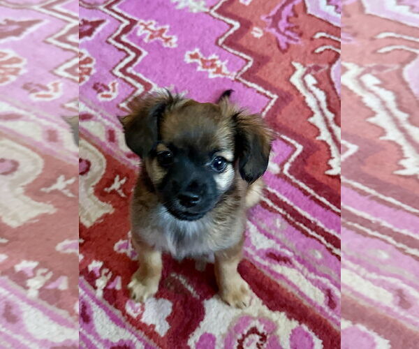 Medium Photo #2 Chiranian Puppy For Sale in San Francisco, CA, USA