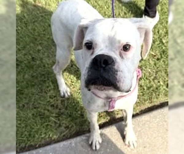 Medium Photo #2 Boxer Puppy For Sale in Houston, TX, USA