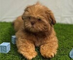 Small #1 Shih Tzu