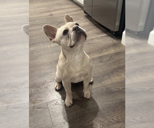 French Bulldog Puppy for sale in SACRAMENTO, CA, USA
