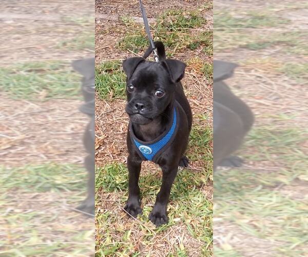 Medium Photo #8 Chug Puppy For Sale in San Diego, CA, USA