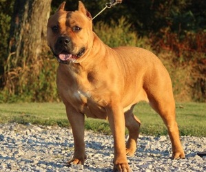 Mother of the American Bully puppies born on 04/23/2025