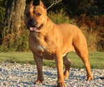 Small Photo #1 American Bully Puppy For Sale in FRANKLIN, KY, USA